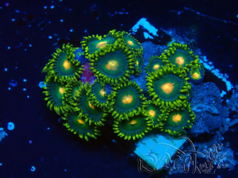 WYSIWYG - Zoanthus 14P4 Mariculture Indo Acclimaté sous led