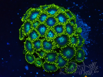 WYSIWYG - Zoanthus 14P5 Mariculture Indo Acclimaté sous led