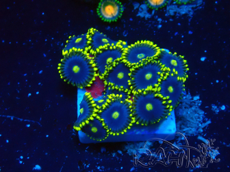 WYSIWYG - Zoanthus 14Q3 Mariculture Indo Acclimaté sous led