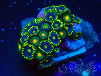 WYSIWYG - Zoanthus 14Q6 Mariculture Indo Acclimaté sous led