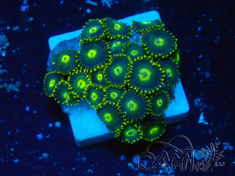 WYSIWYG - Zoanthus 14S4 Maricultura Indo aclimatada bajo LED