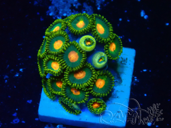 WYSIWYG - Zoanthus 14S3 Mariculture Indo Acclimaté sous led