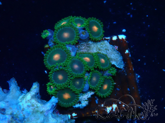 WYSIWYG - Zoanthus 14F1 Mariculture Indo Acclimaté sous led