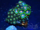 WYSIWYG - Zoanthus 14F5 Mariculture Indo Acclimaté sous led