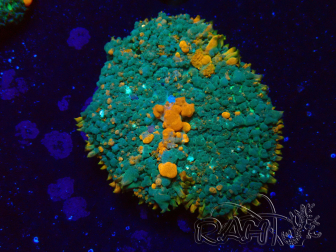 WYSIWYG - Platyzoanthus mussoides 13S4
