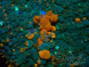 WYSIWYG - Platyzoanthus mussoides 13S4