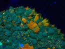 WYSIWYG - Platyzoanthus mussoides 13S4