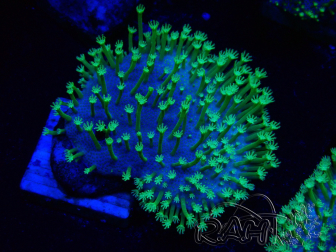 WYSIWYG RAH Sarcophyton Long Green Polyps 20L2