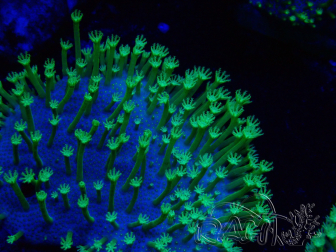 WYSIWYG Sarcophyton sp 1