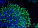 WYSIWYG RAH Sarcophyton Long Green Polyps 20L2