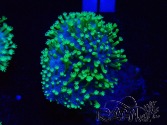 WYSIWYG RAH Sarcophyton Long Green Polyps 20M1