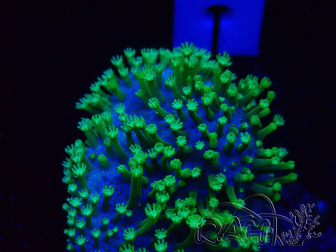 WYSIWYG Sarcophyton sp 1