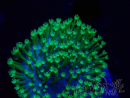 WYSIWYG Sarcophyton sp 1