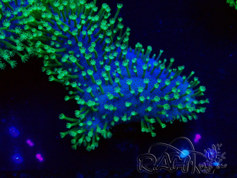 WYSIWYG RAH Sarcophyton Long Green Polyps 20L6