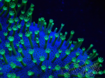 WYSIWYG Sarcophyton sp 1