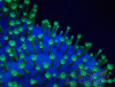 WYSIWYG Sarcophyton sp 1