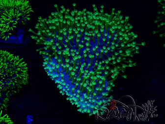 WYSIWYG RAH Sarcophyton Long Green Polyps 20J2