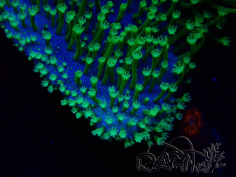 WYSIWYG RAH Sarcophyton Long Green Polyps 20J2