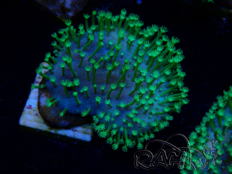 WYSIWYG Sarcophyton sp 1