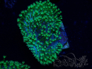 WYSIWYG RAH Sarcophyton Long Green Polyps 20L4