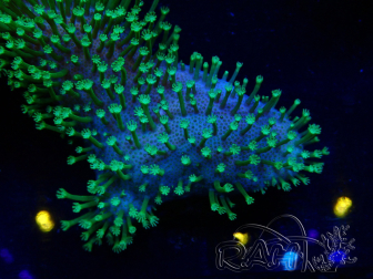 WYSIWYG RAH Sarcophyton Long Green Polyps 20L6