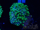 WYSIWYG Sarcophyton sp 1