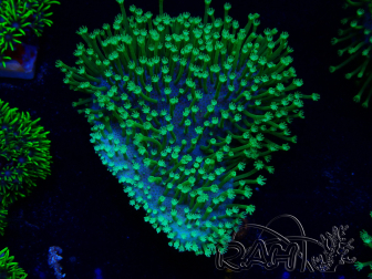 WYSIWYG Sarcophyton sp 1