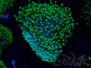 WYSIWYG RAH Sarcophyton Long Green Polyps 20J2
