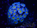 WYSIWYG RAH Alveopora Green Goblin 17D2