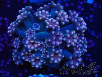 WYSIWYG RAH Alveopora Green Goblin 17D3