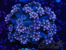 WYSIWYG RAH Alveopora Green Goblin 17D3