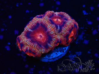 WYSIWYG Micromussa lordhowensis INDO (ex Acanthastrea) 25N1