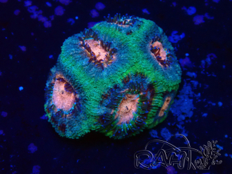 WYSIWYG Micromussa lordhowensis INDO (ex Acanthastrea) 25N2