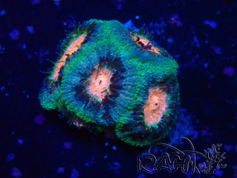 WYSIWYG Micromussa lordhowensis INDO (ex Acanthastrea) 25N3