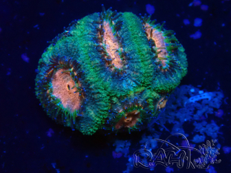 WYSIWYG Micromussa lordhowensis INDO (ex Acanthastrea) 25N4