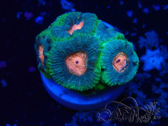 WYSIWYG Micromussa lordhowensis INDO (ex Acanthastrea) 25N5