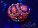 WYSIWYG Micromussa lordhowensis INDO (ex Acanthastrea) 25N6