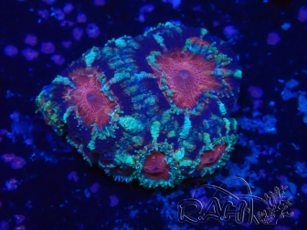 WYSIWYG Micromussa lordhowensis INDO (ex Acanthastrea) 25O1
