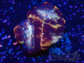 WYSIWYG Micromussa lordhowensis INDO (ex Acanthastrea) 25O2