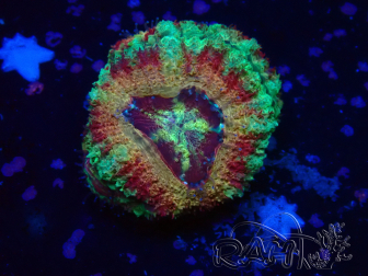 WYSIWYG Micromussa lordhowensis INDO (ex Acanthastrea) 25O3