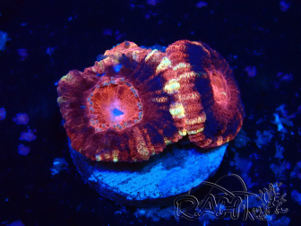 WYSIWYG Micromussa lordhowensis INDO (ex Acanthastrea) 25O4