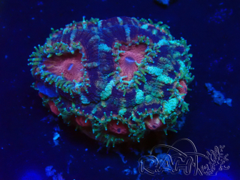 WYSIWYG Micromussa lordhowensis INDO (ex Acanthastrea) 25O6