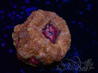 WYSIWYG Micromussa lordhowensis INDO (ex Acanthastrea) 25P2