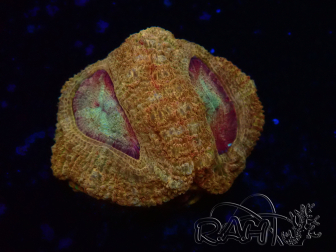 WYSIWYG Micromussa lordhowensis INDO (ex Acanthastrea) 25P3