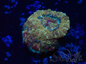 WYSIWYG Micromussa lordhowensis INDO (ex Acanthastrea) 25P5