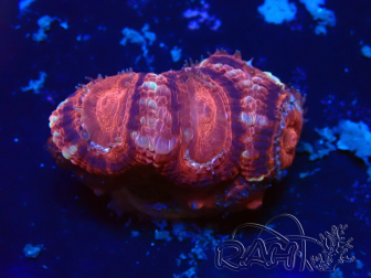 WYSIWYG Micromussa lordhowensis INDO (ex Acanthastrea) 25P6