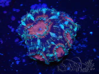 WYSIWYG Micromussa lordhowensis INDO (ex Acanthastrea) 25Q1