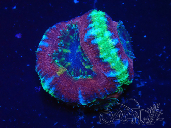 WYSIWYG Micromussa lordhowensis INDO (ex Acanthastrea) 25Q2