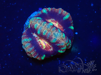 WYSIWYG Micromussa lordhowensis INDO (ex Acanthastrea) 25Q3