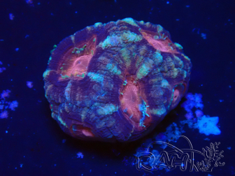 WYSIWYG Micromussa lordhowensis INDO (ex Acanthastrea) 25Q4